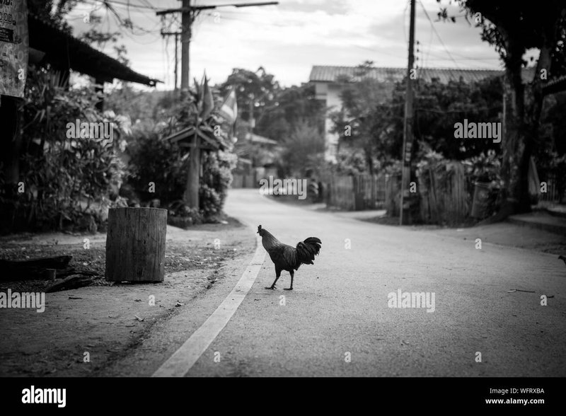 Ontdek het Gokspel van de Kip op de Legendarische Chicken Road Nederland, chicken road Ontdek het Gokspel van de Kip op de Legendarische Chicken Road Nederland, chicken road